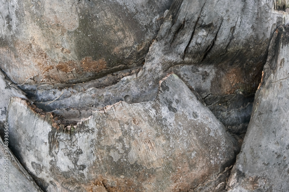Close-up of Palm tree body as a natural abstract pattern background texture.