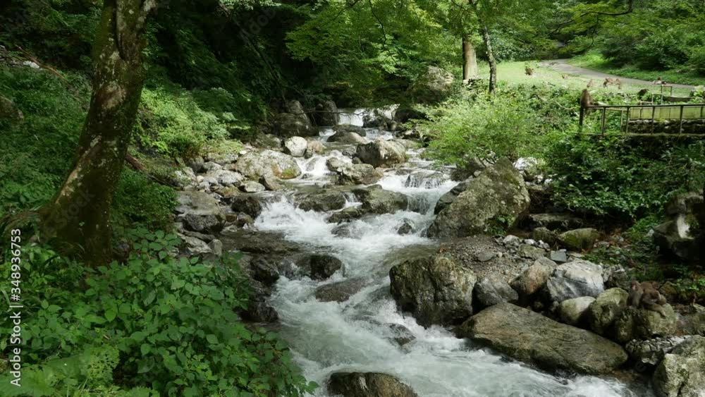 Japanese macaques are beside a stream bed in forest in JAPAN. Japanese macaques are beside a stream bed in forest in JAPAN.