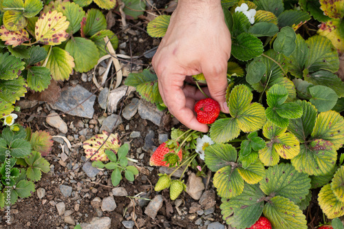 strawberry bio natural plant ecological