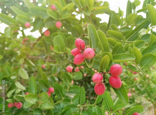 Close-up of Carissa carandas on a tree with​ sunlight​. Carissa carandas are the fruit that has a sweet and sour taste and fruit all year round. It also has many benefits and medicinal properties.