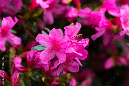 Petal of blooming plant in spring