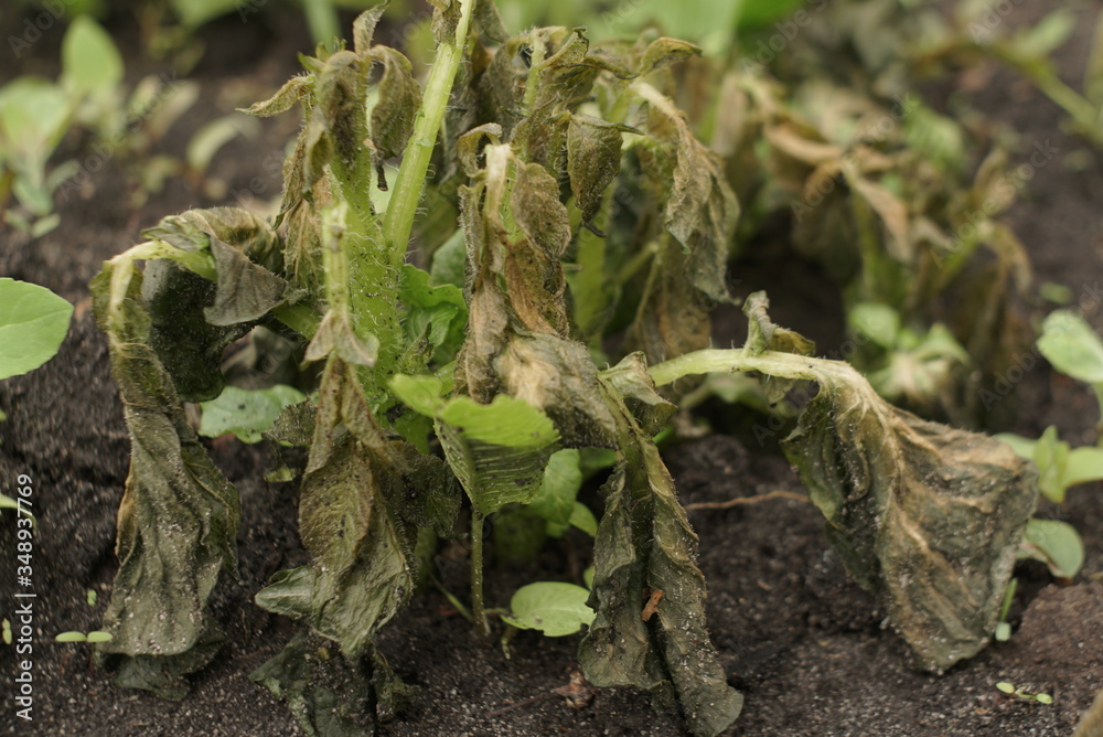 young shoots of potatoes after frost on the field young shoots of potatoes after frost on the field