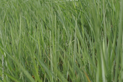 thick young grass in spring