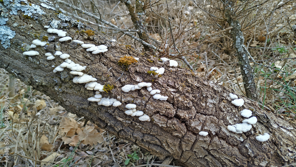 Obraz premium The fungus Schizophyllum commune growing on a dead poplar tree in a forest in the north of the province of Palencia, Spain. This species resembles undulating waves of tightly packed white corals.
