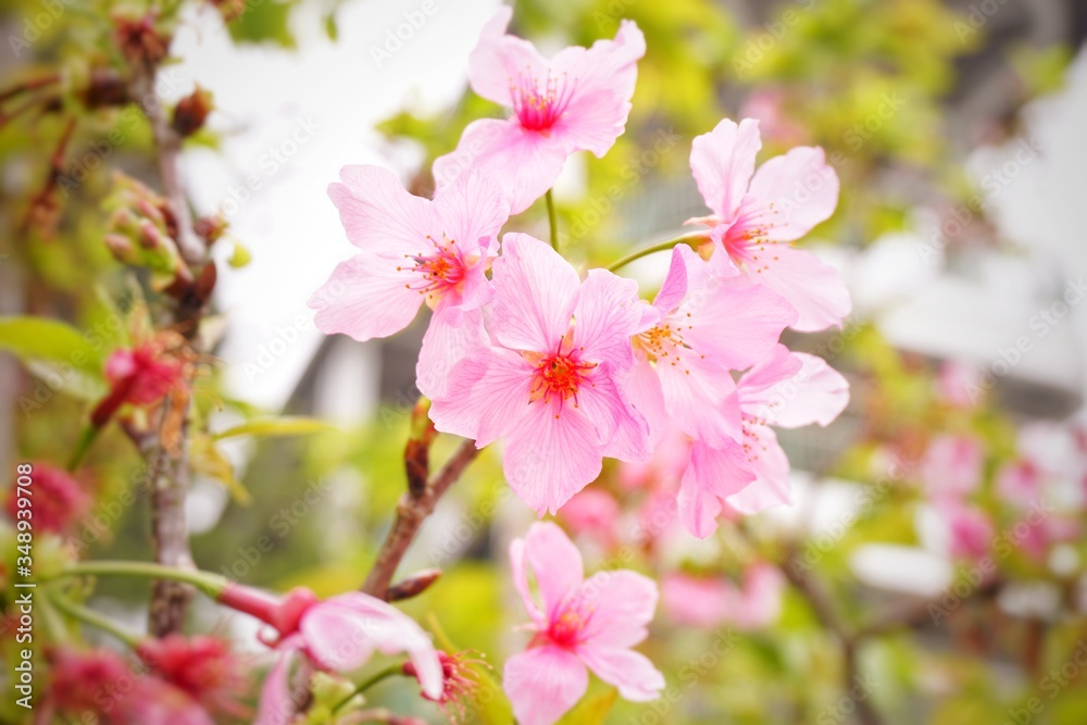 Cherry blossoms are blooming in bright sunlight on the cherry​ blossom tree.