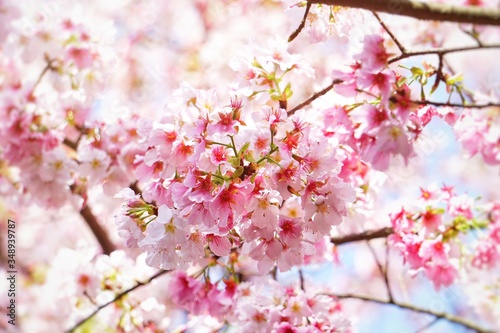 Cherry blossoms are blooming in bright sunlight on the cherry​ blossom tree. © KKK.Nuna