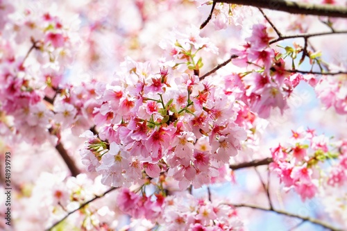 Cherry blossoms are blooming in bright sunlight on the cherry​ blossom tree. © KKK.Nuna