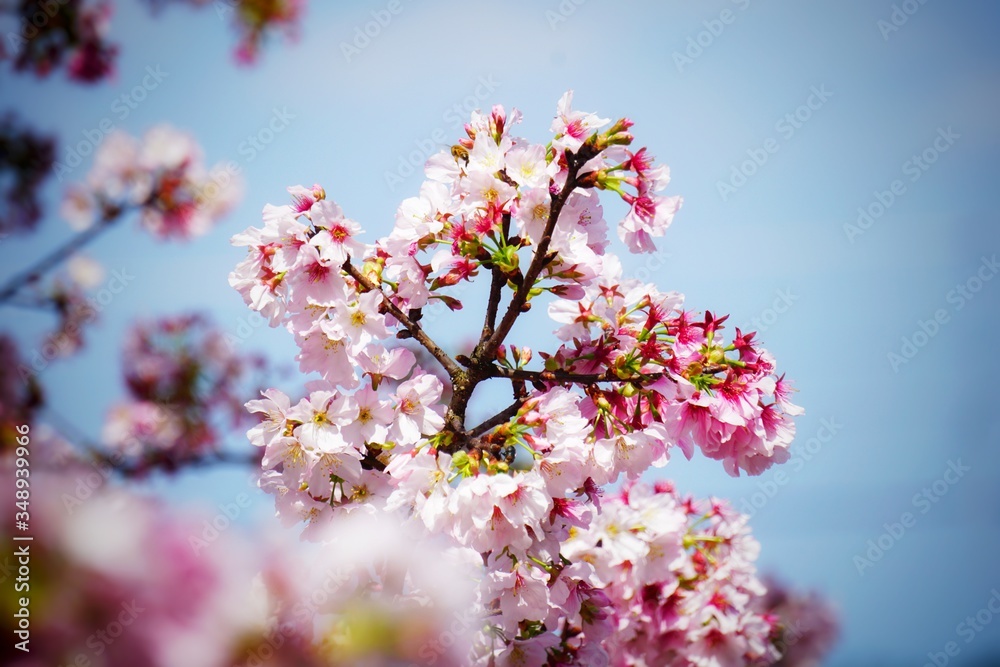 Cherry blossoms are blooming in bright sunlight on the cherry blossom tree. Cherry blossoms are blooming in bright sunlight on the cherry blossom tree.