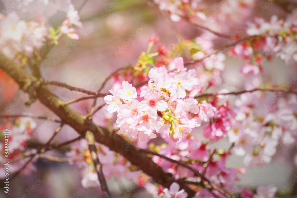 Cherry blossoms are blooming in bright sunlight on the cherry​ blossom tree.