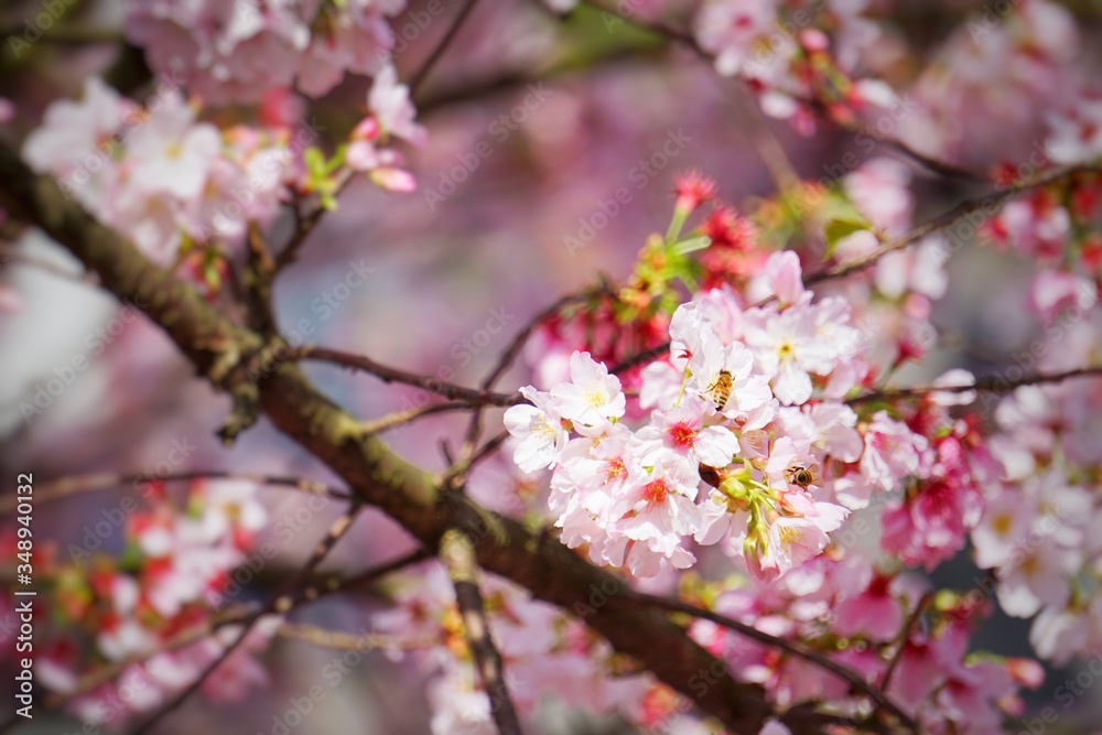 Cherry blossoms are blooming in bright sunlight on the cherry blossom tree. Cherry blossoms are blooming in bright sunlight on the cherry blossom tree.