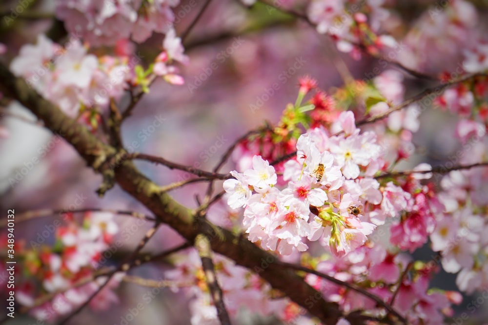 Cherry blossoms are blooming in bright sunlight on the cherry​ blossom tree.