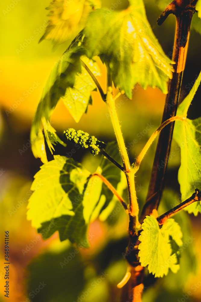 Obraz premium young grapes in spring on a sunny day