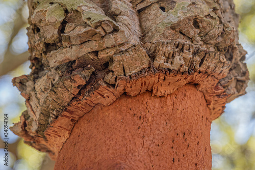 cork tree bark close up, contrast, texture and copy space