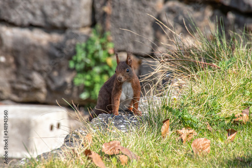 Eichhörnchen tastet sich zu den Sonnenblumenkernen vor photo