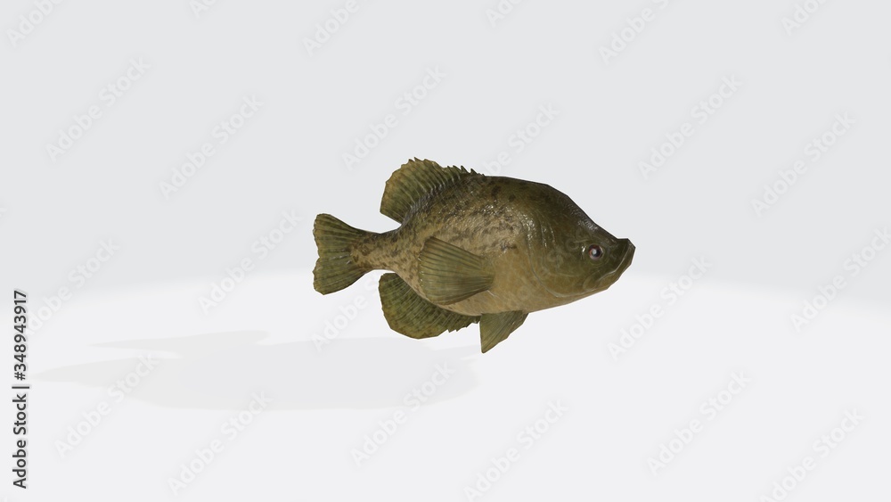 Fototapeta premium 3d illustration of crappies fish. 3d model of fish with open mouth.