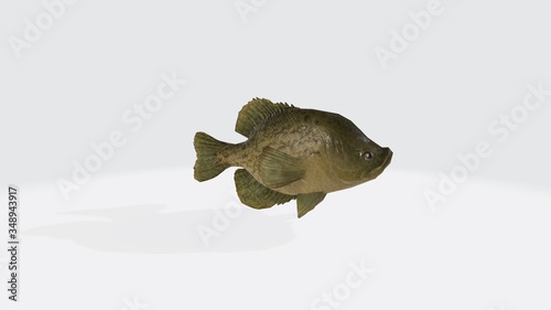 3d illustration of crappies fish. 3d model of fish with open mouth.