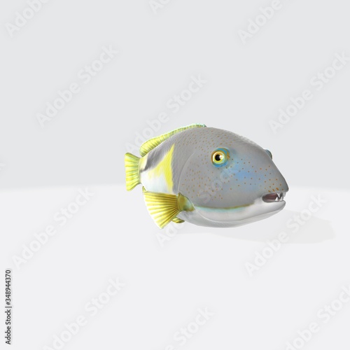 3d illustration of orange dotted tuskfish . 3d model of fish with open mouth. photo