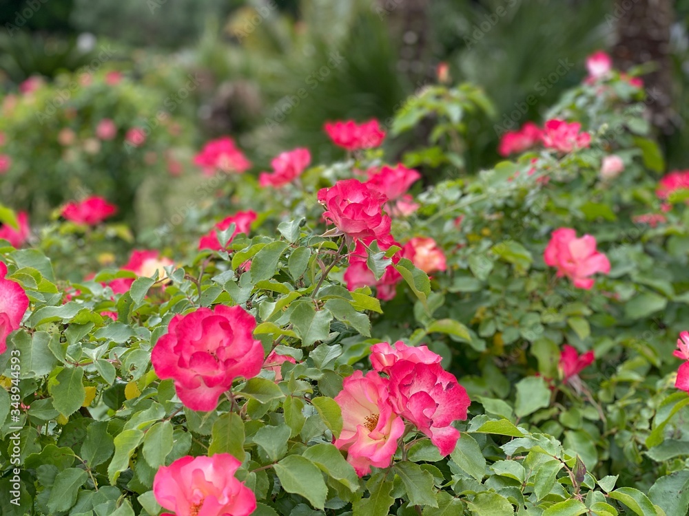 Fiori colorati in una villa romana