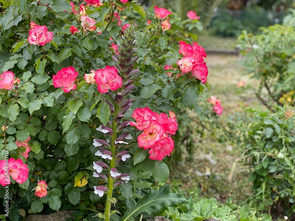 Fototapeta premium Fiori colorati in una villa romana