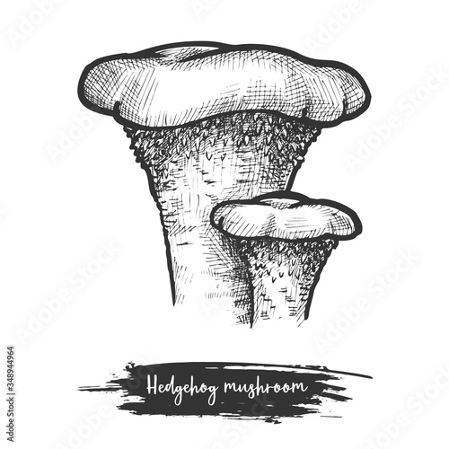 Vector sketch illustration of hedgehog mushroom or sweet