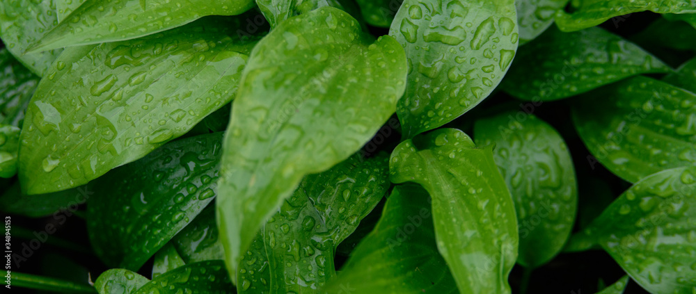 Fototapeta premium fresh green after a rain, Hosta background