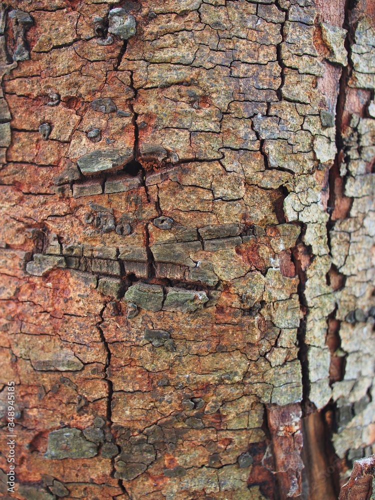 Fototapeta premium The wooden entrance door in Thailand