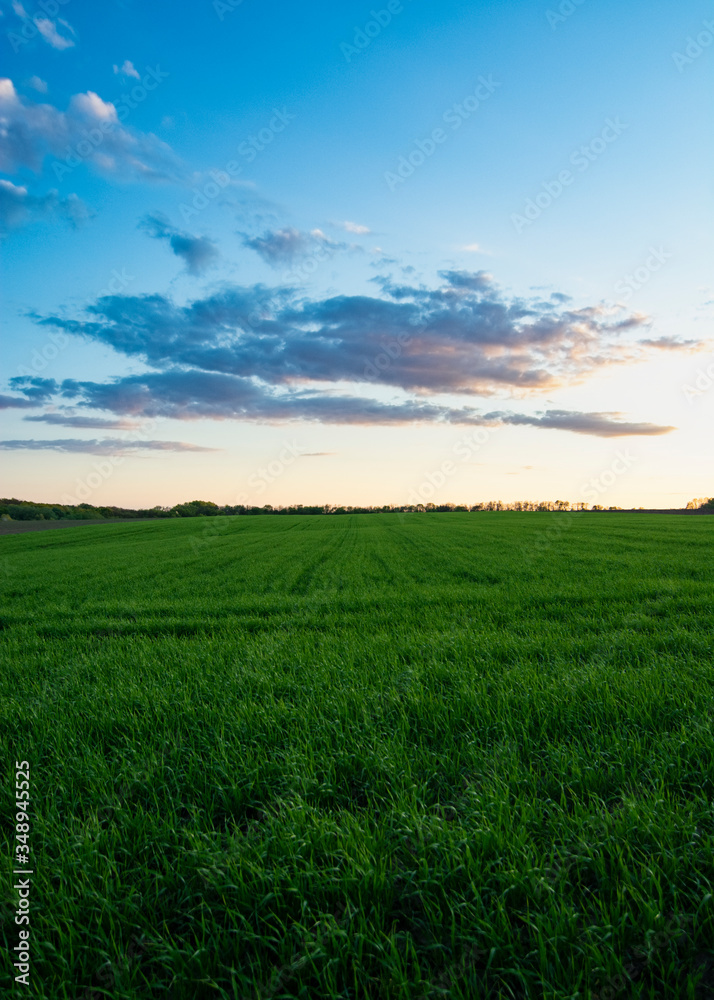 Beautiful sunset over a green wheat field