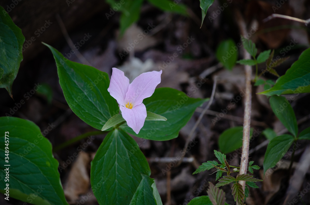 Obraz premium Pink Trillium