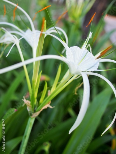 The Natal lily in the garden