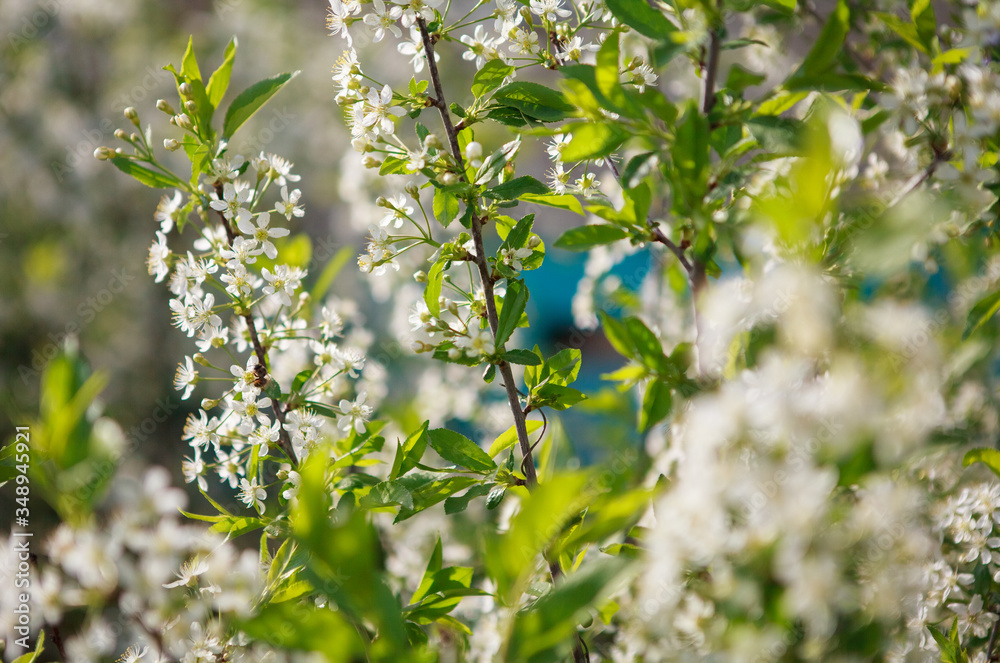 цветущая вишня,blooming cherry, цветущая вишня,blooming cherry,
