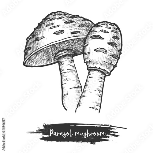 Sketch of parasol mushroom. Fungus for cooking