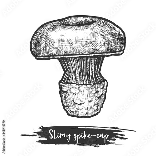 Spike-cap or slimy spike cap sketch. Mushroom photo