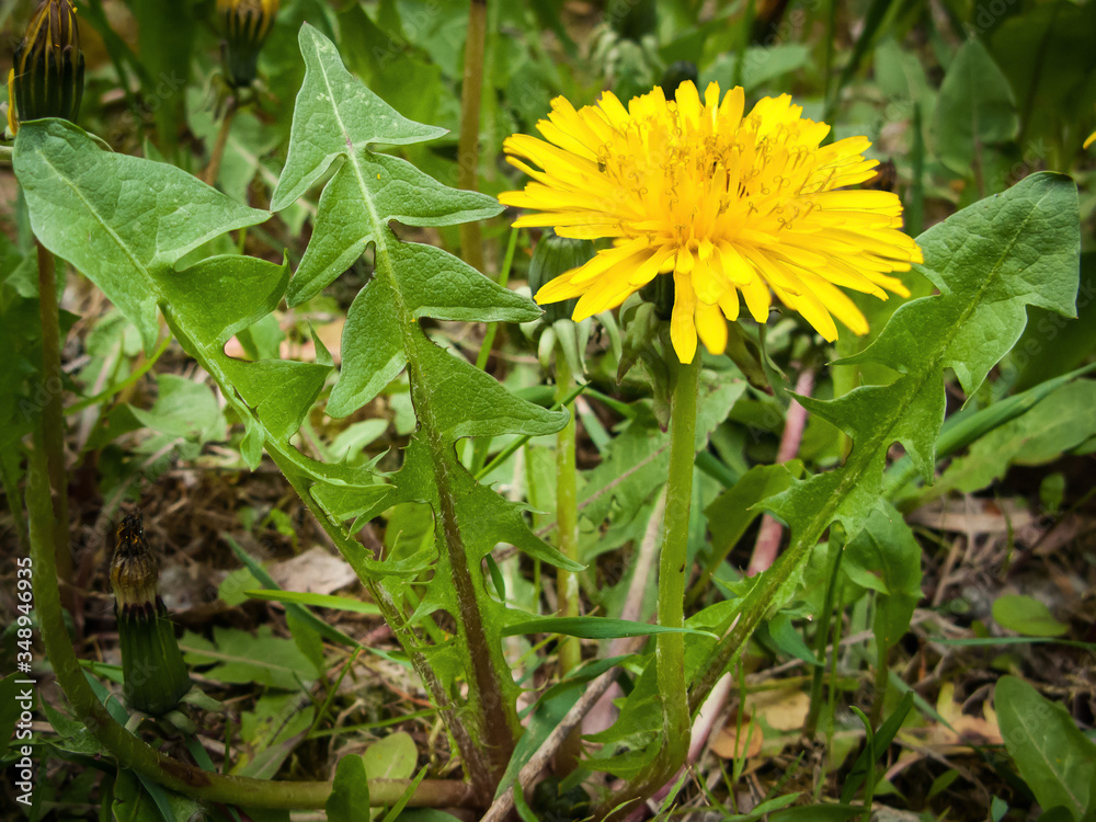 spring medicinal plants, dandelion closeup spring medicinal plants, dandelion closeup