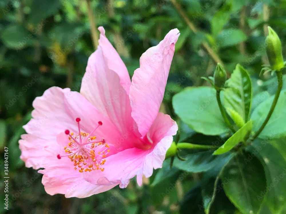 Fototapeta premium pink rose flower