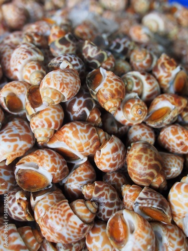 Wallpaper Mural The Spotted Babylon in gulf of Thailand Torontodigital.ca