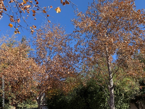 otoño en santiago de chile