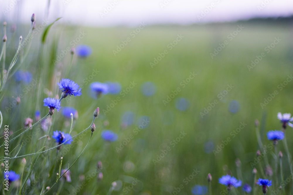 Blue cornflower flowers on meadow, summer wild flowers