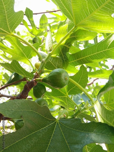 una foto ravvicinata di un fico in maturazione tra i rami di un albero in un giardino in primavera photo