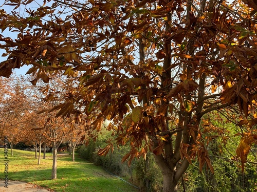 otoño en santiago de chile