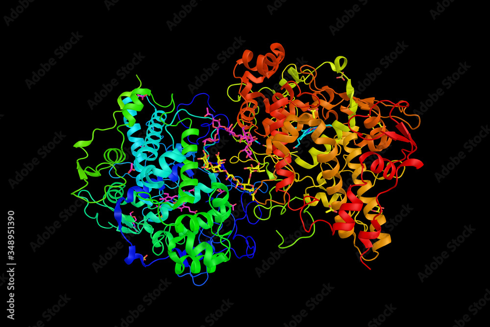 Myeloperoxidase, a peroxidase whcih resides in the human nucleus and lysosome and acts as a defense response to oxidative stress, preventing apoptosis of the cell. 3d rendering