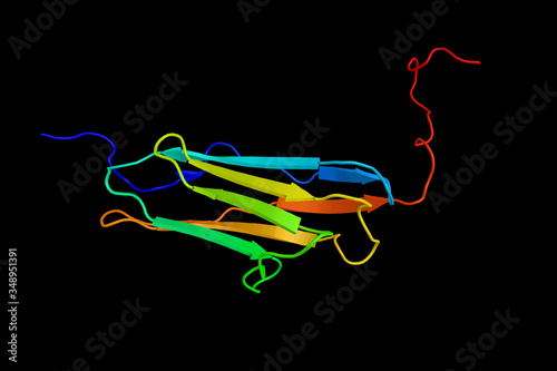 Tableau sur toile Myosin light chain kinase, smooth muscle, an enzyme which phosphorylates myosin