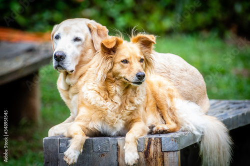 Cachorros descançando