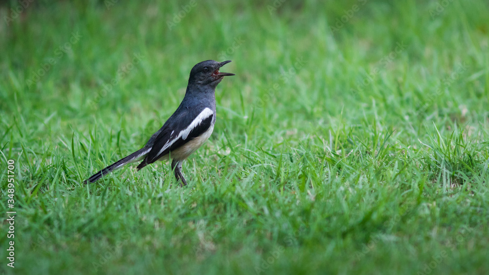 The Oriental Magpie Robin The Oriental Magpie Robin