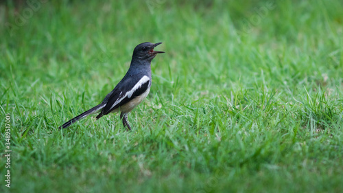 The Oriental Magpie Robin