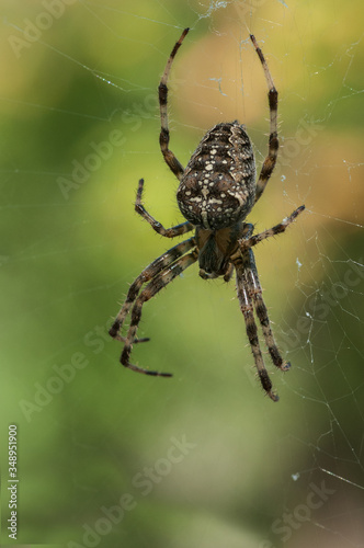 Large brown garden spider on the web