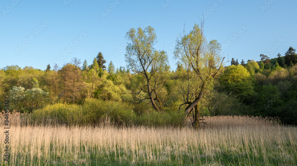 Fototapeta premium Marshy meadow and spring riparian forest with willow trees