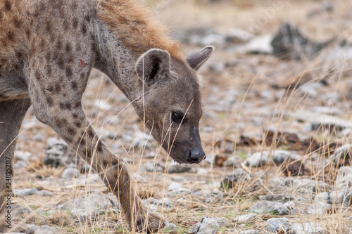 Tüpfelyäne (Croctua croctua) im Etosha National Park