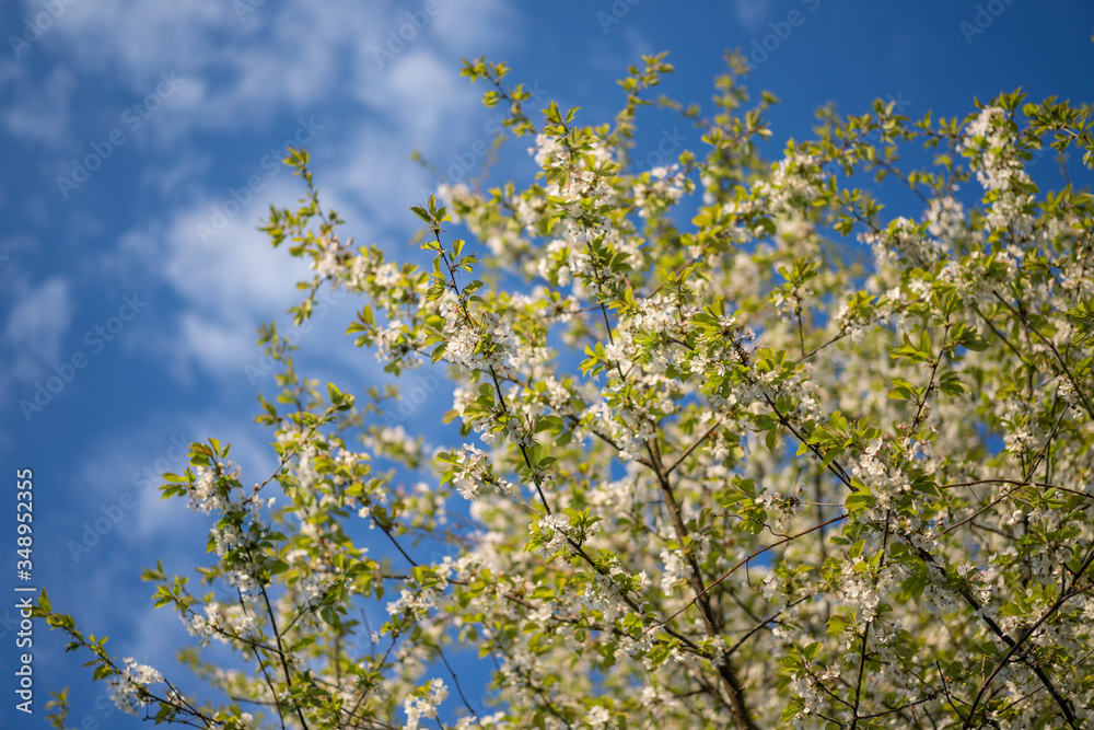 Branches of wild cherry in full blossoming Branches of wild cherry in full blossoming