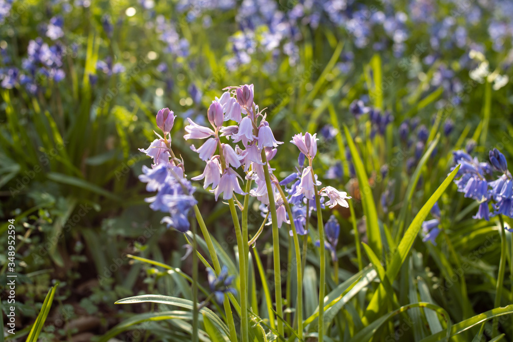 Obraz premium Beautiful carpet of fresh spring bluebells