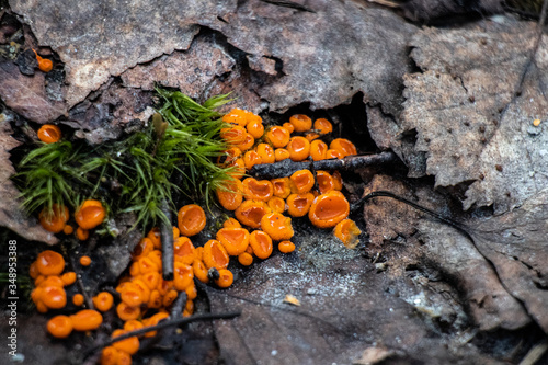 Byssonectria fusispora is a species of apothecial fungus belonging to the family Pyronemataceae. 